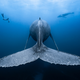 “Gentle Giants”: Wide Angle Award Winner